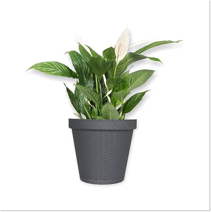 Elly Décor Set of 2 12 inch Round Saucer Modern Self Watering Planter Plates, Pots with Rattan-Like Finish, 12x12 Gray