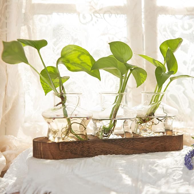 XXXFLOWER Plant Propagation Station with Wooden Stand,Air Plant Terrarium Starter Kits Star Vases for Flowers Plant Cutting Rooting Pots Indoor Hydroponic Glass Planter for Plant Lovers,3 Jars