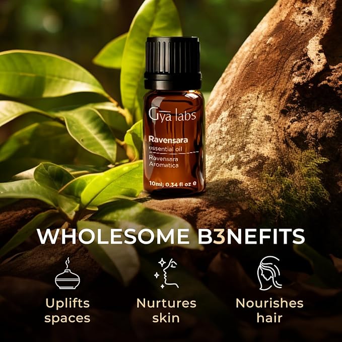 Gya Labs Ravensara Essential Oil for Diffuser - 0.34 Fl Oz - 100% Pure Natural Ravensara Oil for Skin, Hair, Aromatherapy & Candle Making Scent