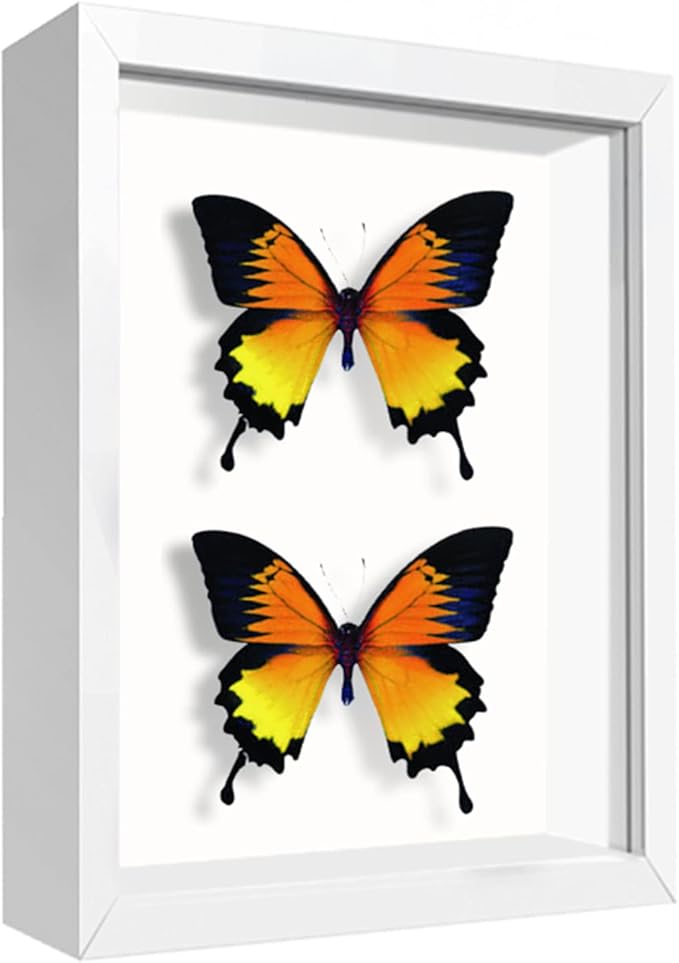 5x7 Small Shadow Box Frame Display Case , Display Case Box for Memorabilia, Medal, Wedding Memories, Crafts, Tickets and Photos (White, 5x7)