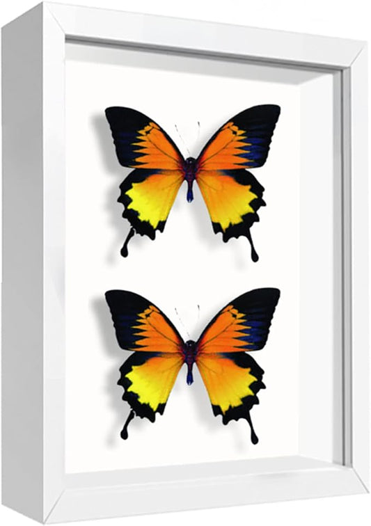 5x7 Small Shadow Box Frame Display Case , Display Case Box for Memorabilia, Medal, Wedding Memories, Crafts, Tickets and Photos (White, 5x7)