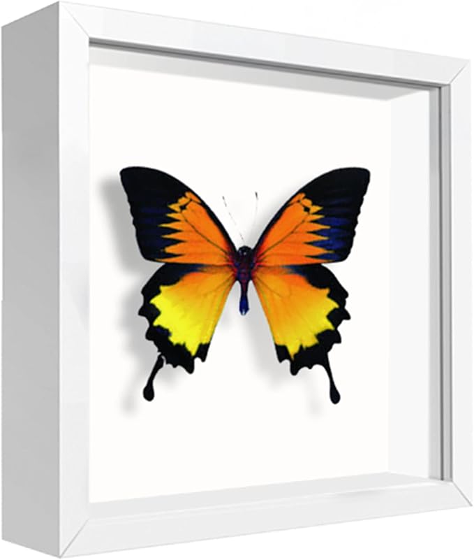 5x5 Small Shadow Box Frame Display Case, Display Case Box for Memorabilia, Medal, Wedding Memories, Crafts, Tickets and Photos (White, 5x5)