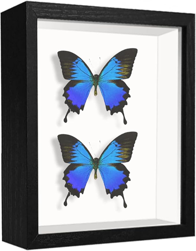 5x7 Small Shadow Box Frame Display Case, Display Case Box for Memorabilia, Medal, Wedding Memories, Crafts, Tickets and Photos (2Pcs-Black, 5x7)